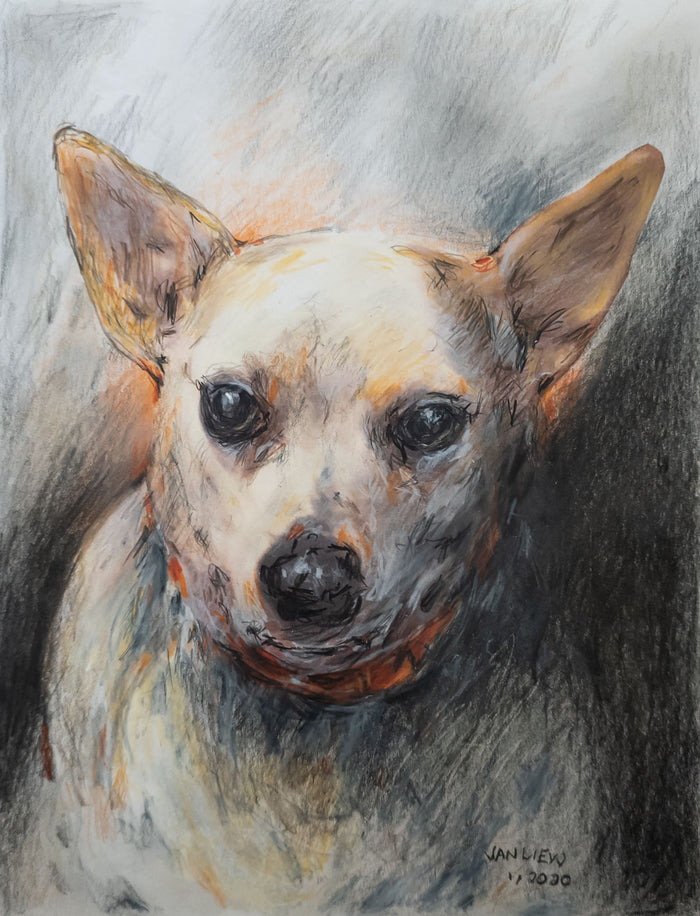 Jolie- Jackahuahua