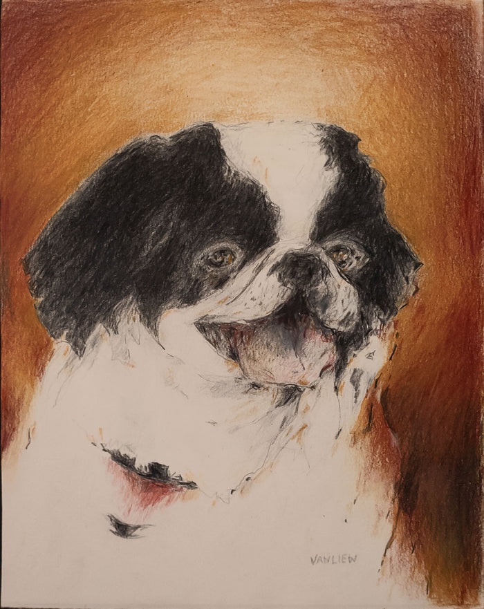 Zachary the Japanese Chin